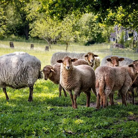 Sonnenscheinhaus 1 Apartman Erbach (Odenwaldkreis)