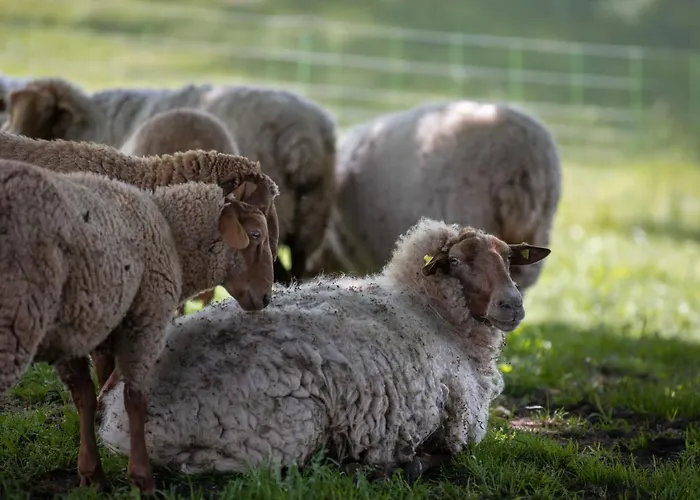 Sonnenscheinhaus 1 Appartamento Erbach (Odenwaldkreis)