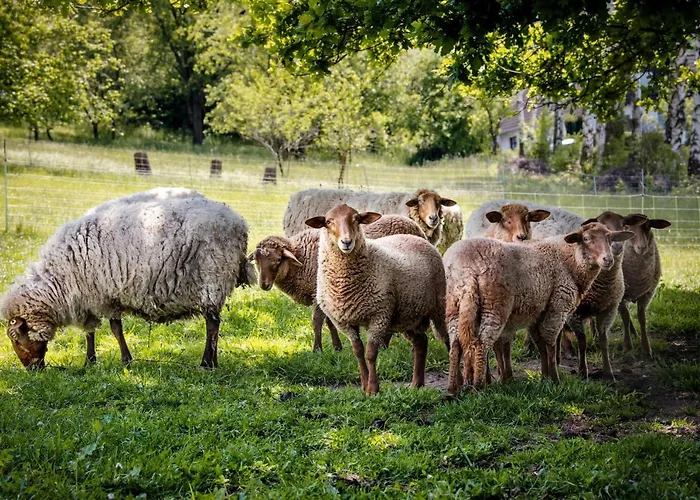 Sonnenscheinhaus 1 Appartamento Erbach (Odenwaldkreis)